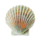 Jibbitz Natural Seashell Unisex Multi