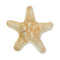 Jibbitz Natural Star Fish Unisex Multi
